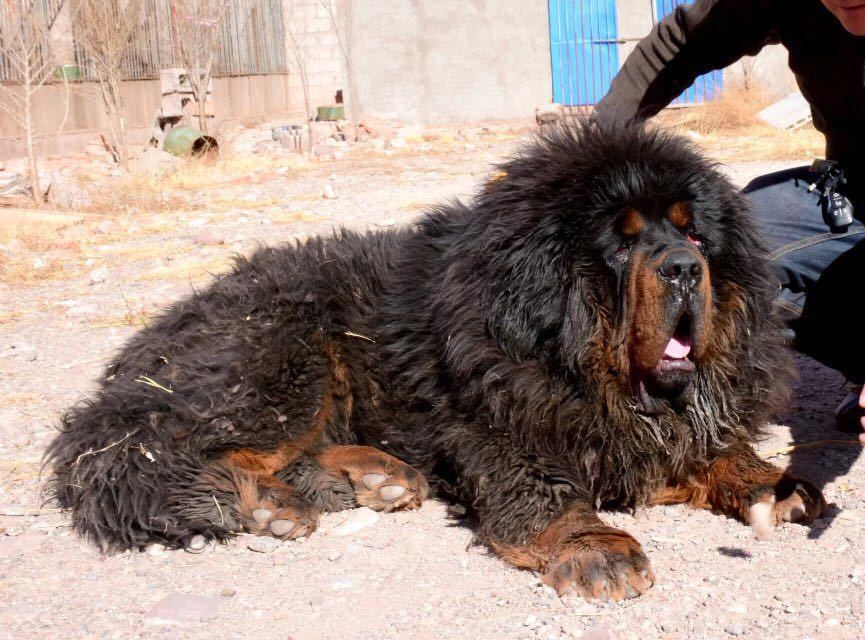 藏獒咬伤人它的主人怎么赔款,大型藏獒咬人赔偿标准