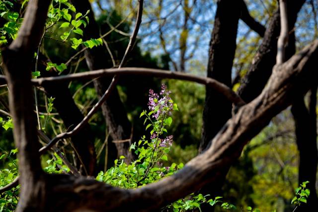 趣谈山大趵突泉校区，春风十里不如你