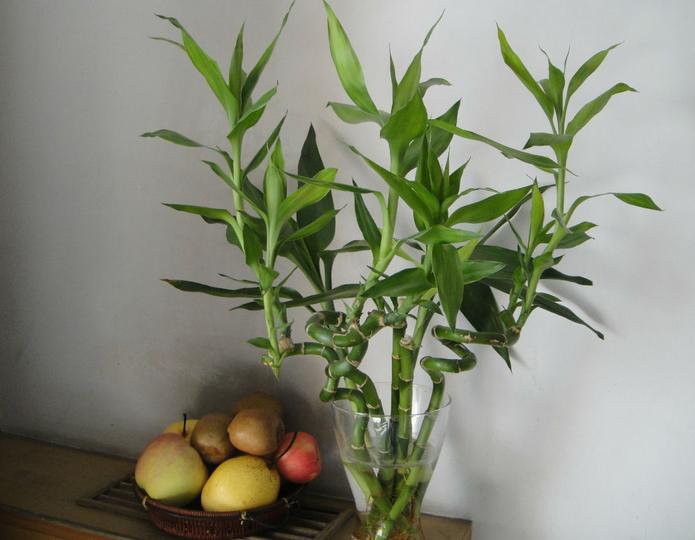 转运竹的养法与注意事项,转运竹怎么养殖视频