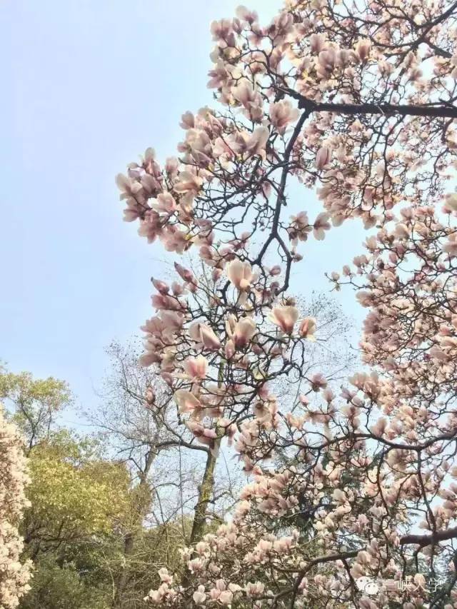 周末去三里街公园看花,周末游三凤山看桃花