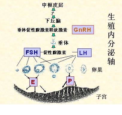 月经推迟7天正常吗,月经推迟8天正常吗
