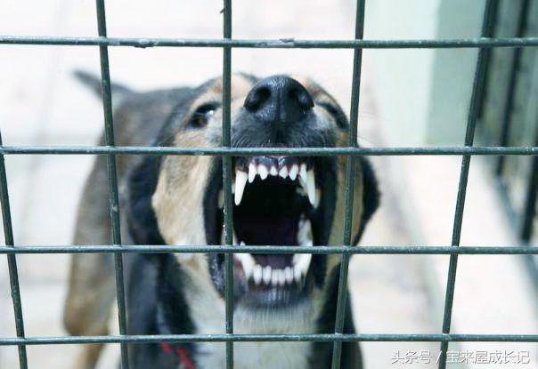 圣德育儿：孩子被狗攻击怎么办，是跑还是原地不动？赶紧教他自保