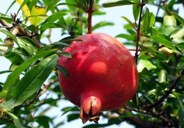 大家好，今天给大家介绍一下，这是风物君特别爱吃的——石榴