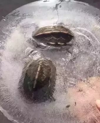 龟类冬眠方法技巧全面指南,各种龟类的冬眠方法