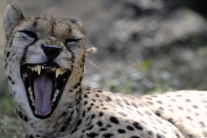 神话破灭：藏狗不是藏獒，一只藏獒能斗败三条恶狼也只是传说