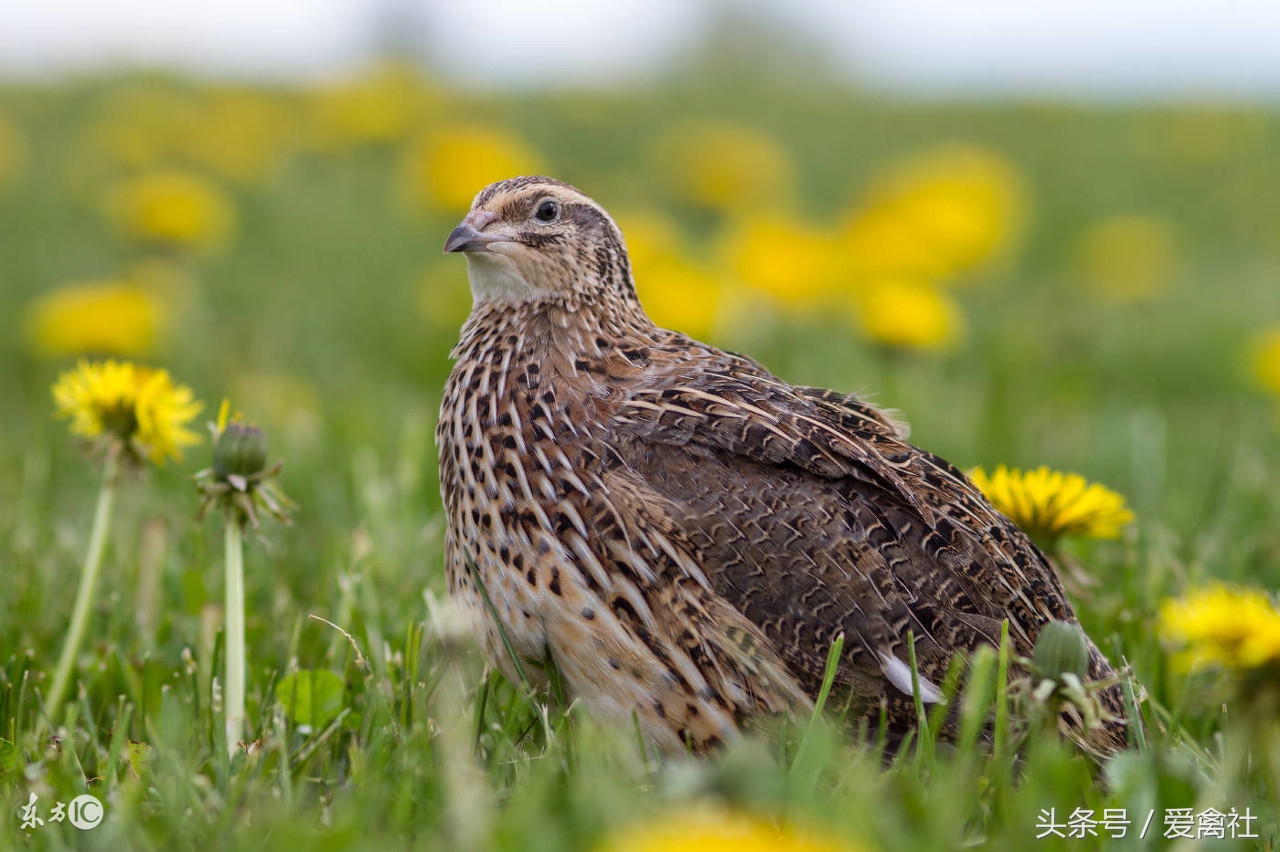 农村致富门路养鸡,农村里面养殖什么禽类最挣钱