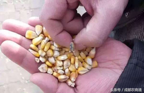玉米发霉怎么挽救,玉米发霉用什么药最好