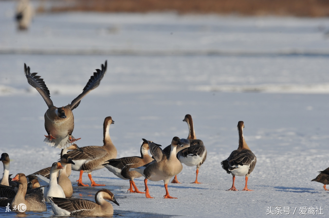 农村致富门路养鸡,农村里面养殖什么禽类最挣钱