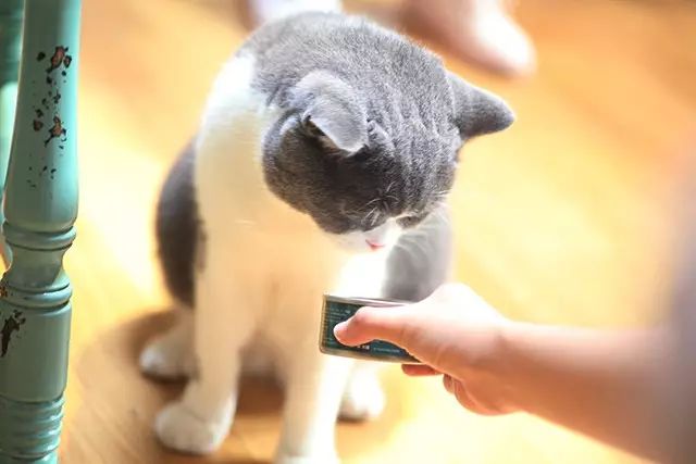 吸猫真的能上瘾吗如何戒瘾,云吸猫有哪些好处