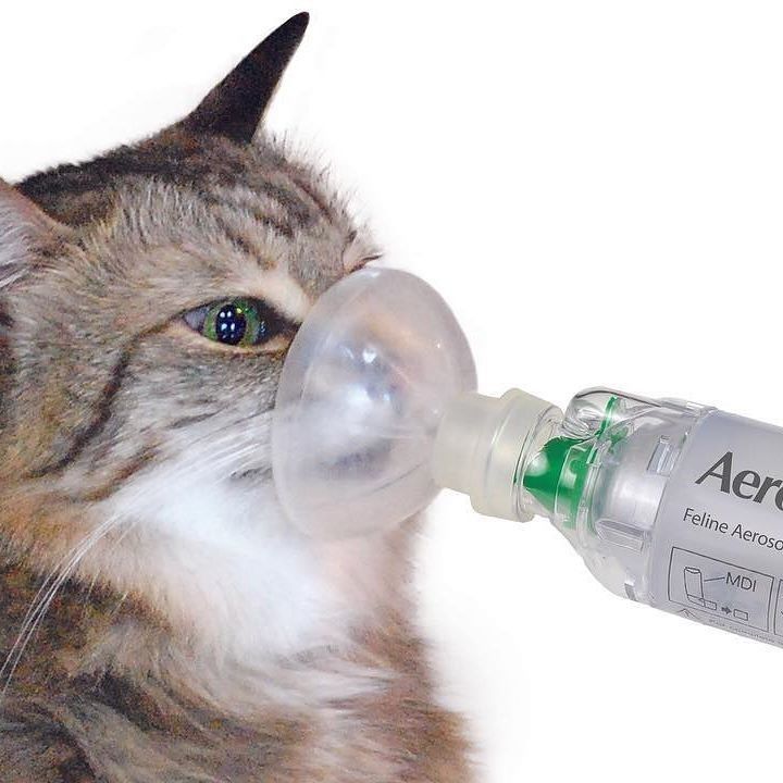 猫咪喝药呛到气管里总咳嗽,猫咪像是呛到了一样咳嗽