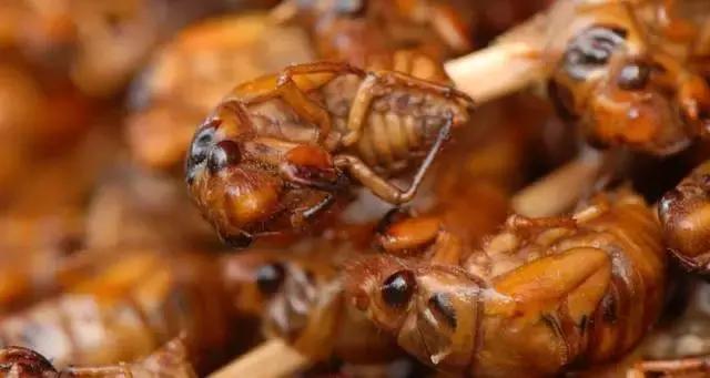 omg毛毛虫,omg吃虫子完整版