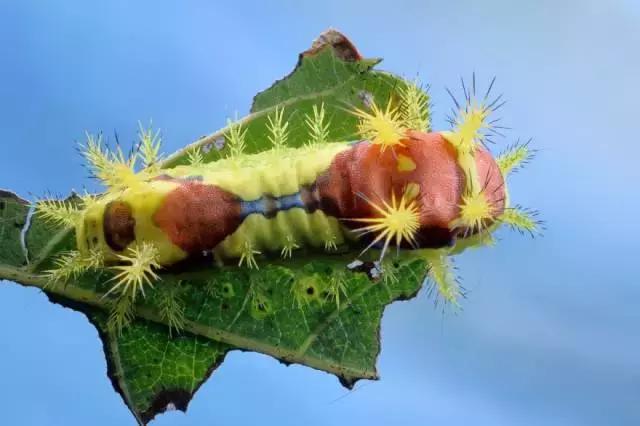 omg毛毛虫,omg吃虫子完整版