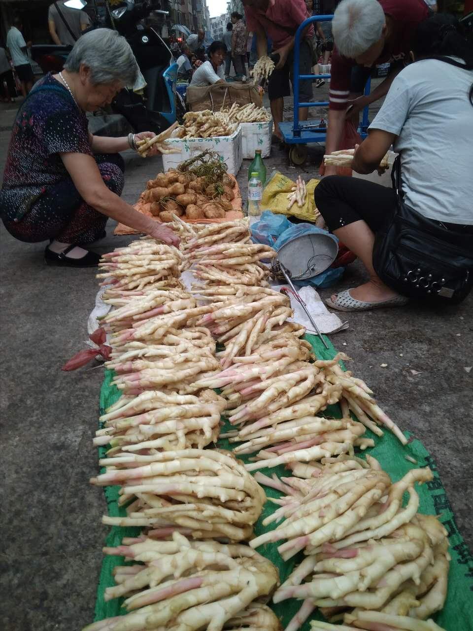 桂北名产（1）石塘生姜唇齿留香邓琳