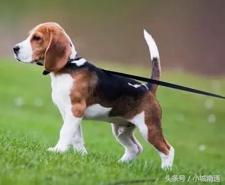 南通市养狗,南通地区养狗