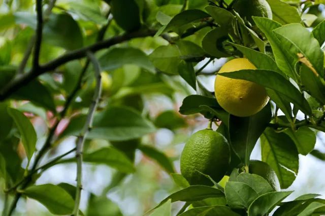柠檬栽培技术视频,柠檬种植技术书籍