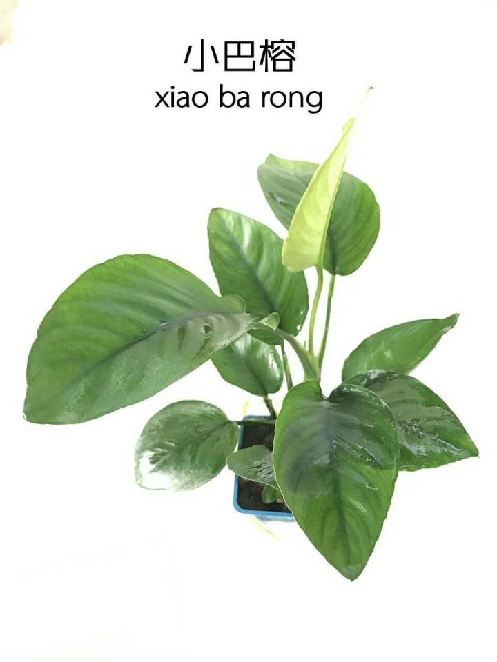 老王家的池塘视频,小型水榕水草推荐