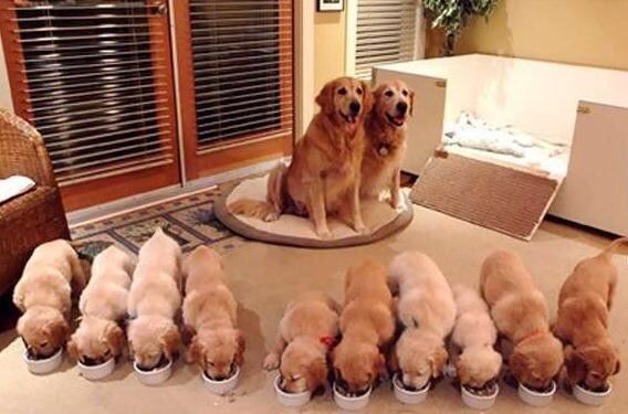 怎样判断狗狗是怀孕还是腹水,狗狗如何判断主人怀孕