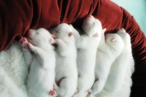 狗狗如何判断主人怀孕,主人怀孕初期狗狗有什么反应