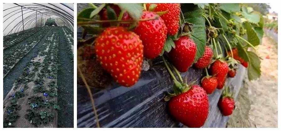 踏青采草莓的方法,春游草莓园