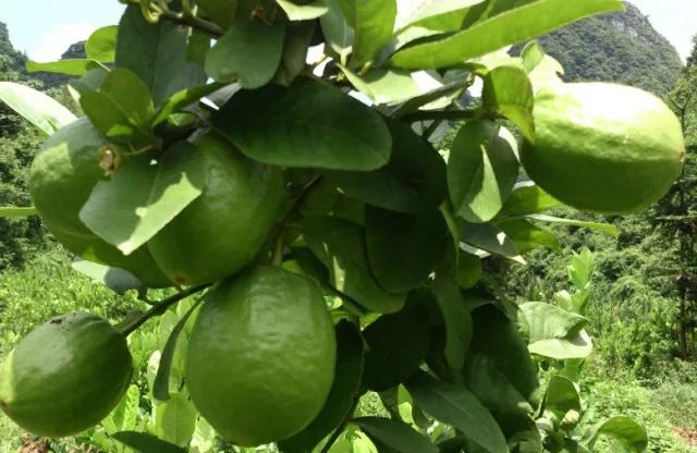 柠檬栽培技术视频,柠檬种植技术书籍
