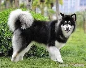 南通市养狗,南通地区养狗