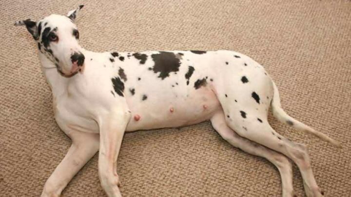 狗狗怎么看出主人怀孕,狗狗判断主人怀孕