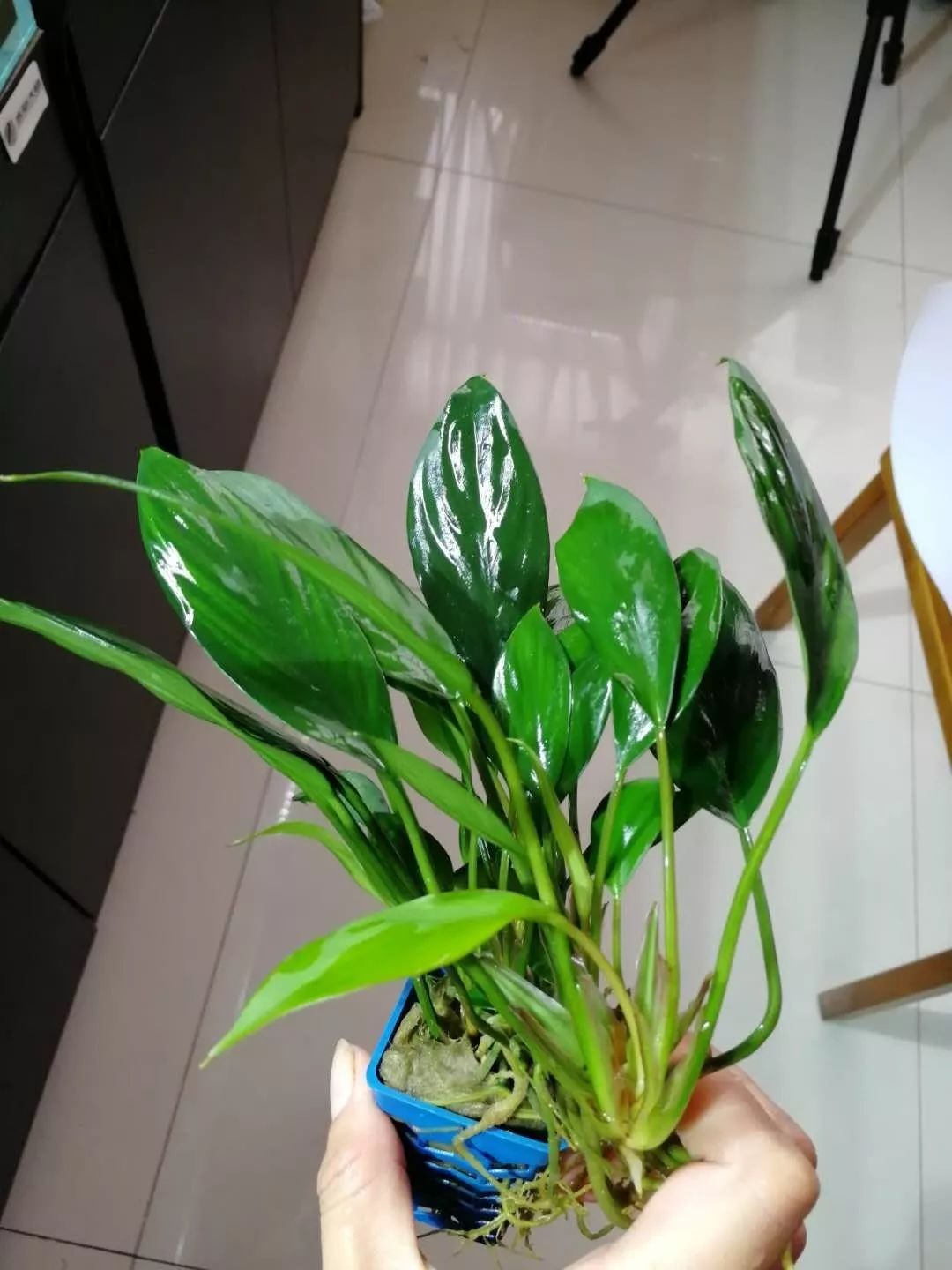 老王家的池塘视频,小型水榕水草推荐