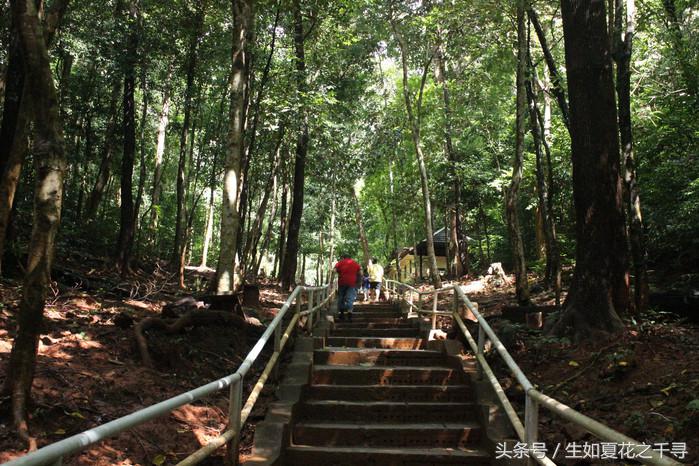 去兰卡威红树林,去兰卡威怎么玩