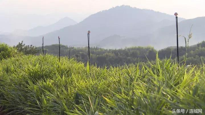 龙岩连城姑田：生姜喜获丰收特色种植助农户增收