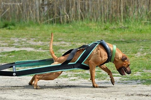 比特犬长大有多恐怖,真实的比特犬有多可怕