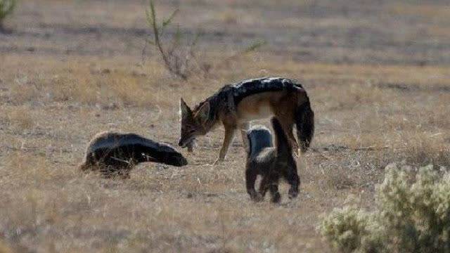 非洲乱不乱，平头说了算！科普：平头哥蜜獾究竟有多牛？