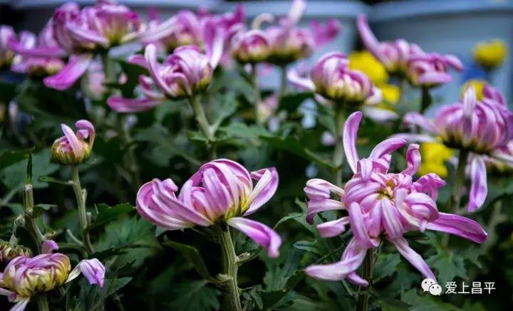 大家好，给大家介绍一下，这是我们昌平小汤山的看家宝！