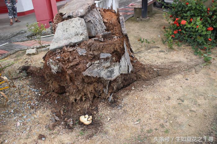 去兰卡威逗小鲨鱼，登嘉楼热浪岛浪一浪