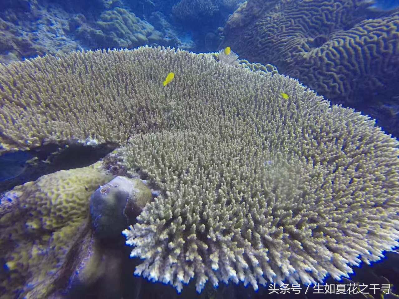 去兰卡威红树林,去兰卡威怎么玩