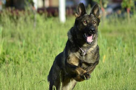 平背德国牧羊犬喂养,养德国牧羊犬的注意事项