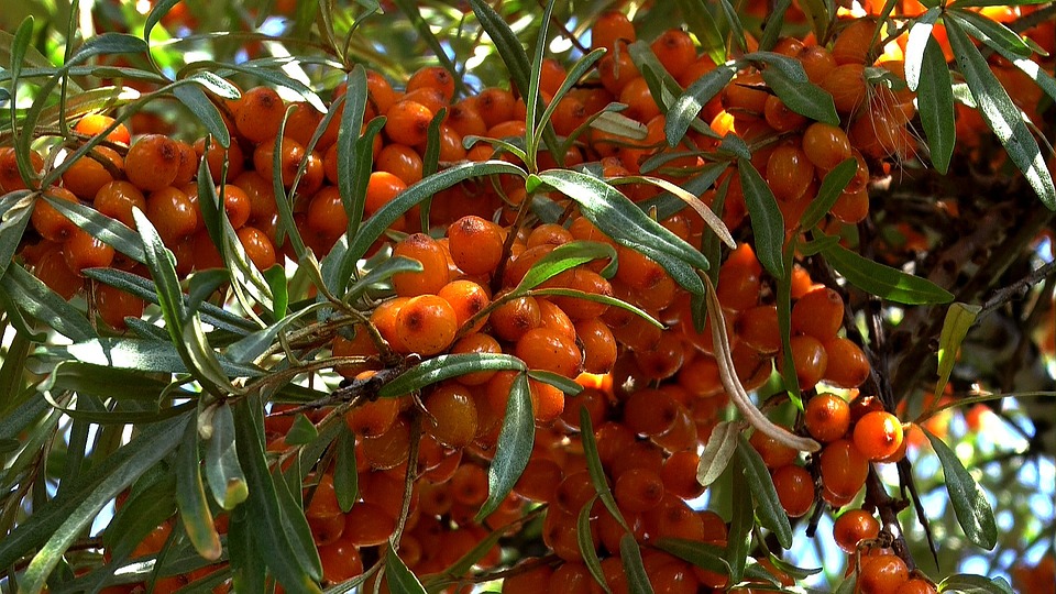 高能量食品排行榜,高热量水果排行榜前十名