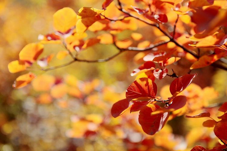 秋韵流过的晋城红