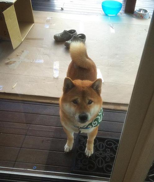 道格队长养宠物,道格队长宠物