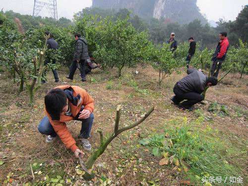 黄龙病那么严重种脐橙还有出路吗,果树黄龙病防治方法