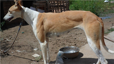 一年的格力犬还能训练抓兔子吗,五个月的格力犬怎么训练逮兔子