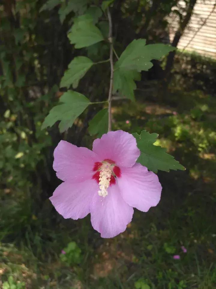 洛龙区银杏帝都温泉地址,洛阳银杏帝都温泉