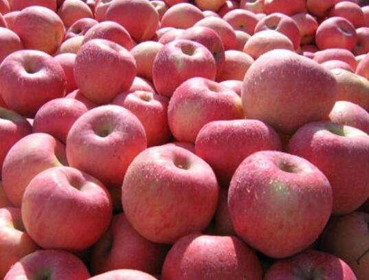 苹果是什么季节成熟最好吃,苹果最好的产地及品种