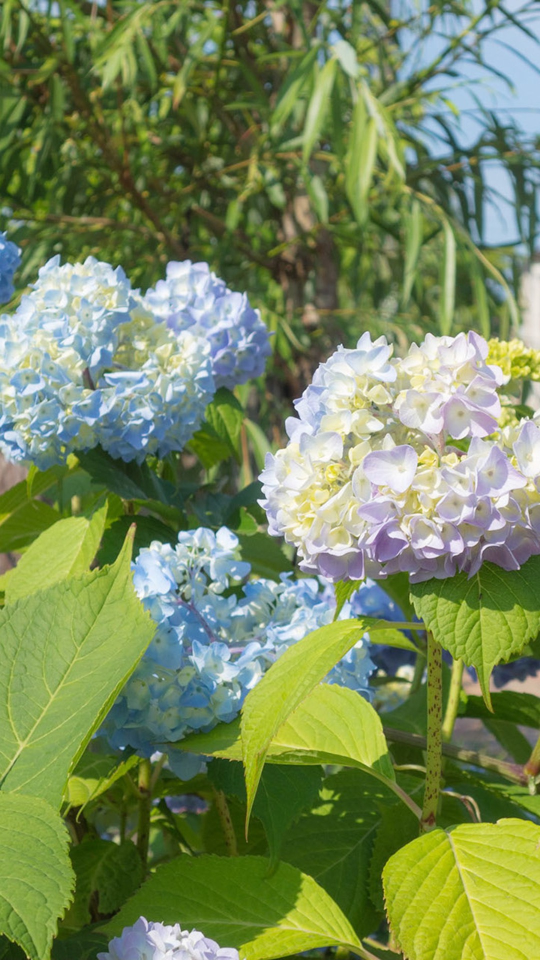 唯美1080×1920P高清壁纸锁屏画面待机背景图！请在wifi环境查看