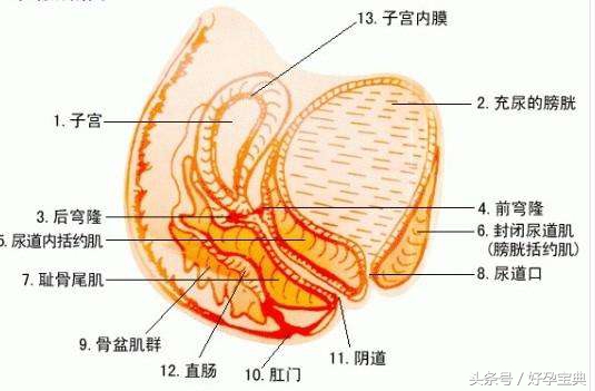 子宫内膜厚度与怀孕有关系吗,怀孕是子宫膜薄还是子宫膜厚