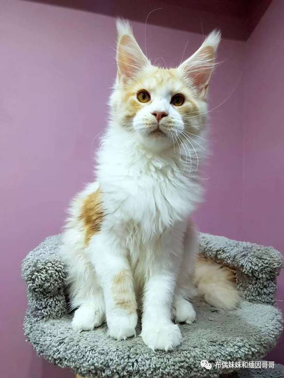 俄罗斯接回来的缅因猫,俄罗斯缅因猫带芯片