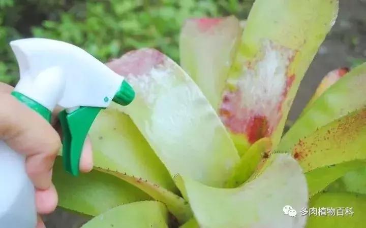 怎么防治多肉病虫害,多肉植物怎么预防白化病