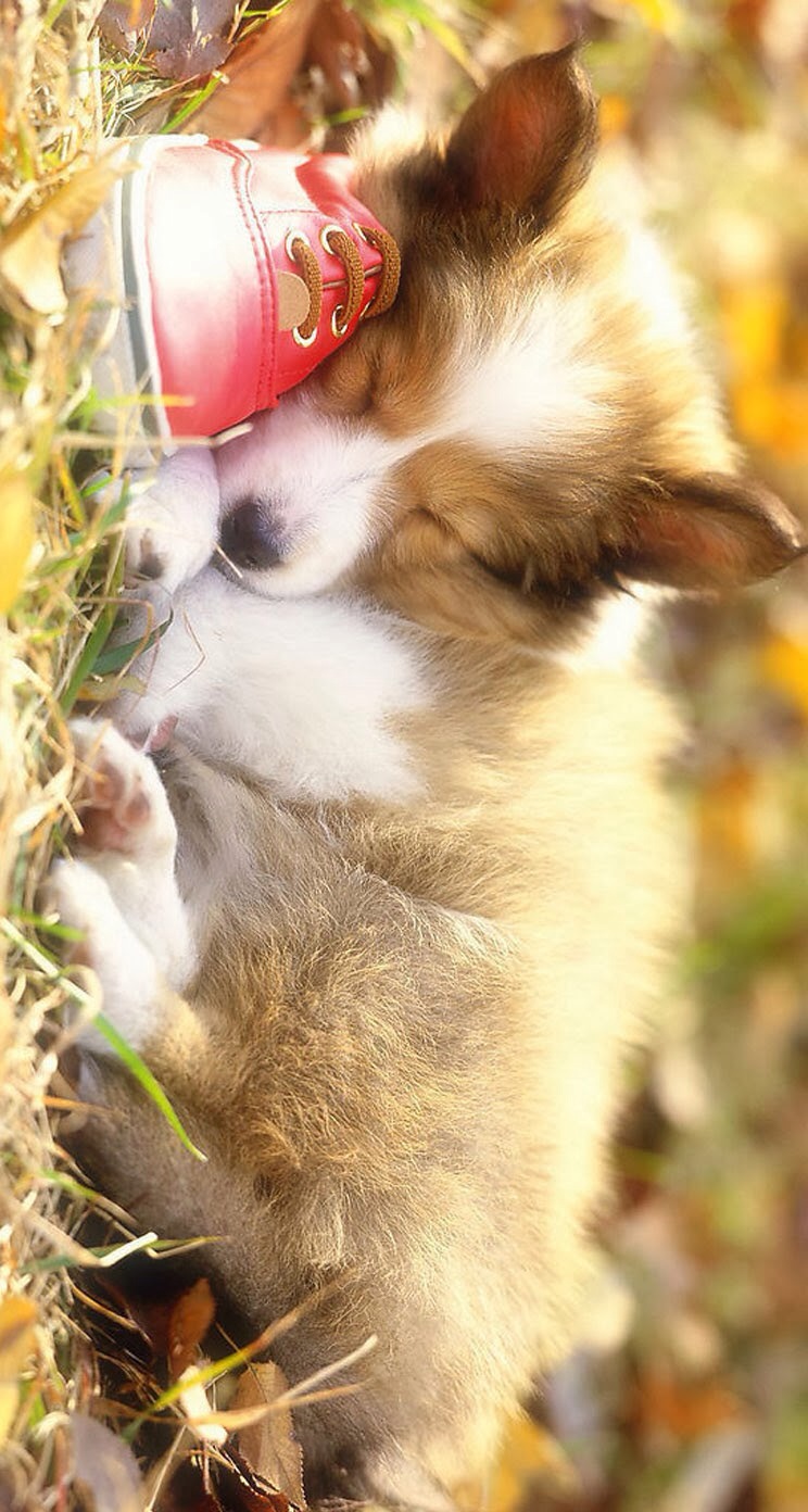 唯美1080×1920P高清壁纸锁屏画面待机背景图！请在wifi环境查看