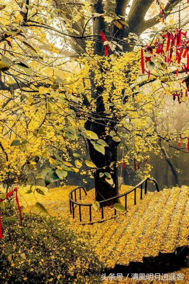 绝美秋天古诗词句子大全,关于秋天的美文和古诗词