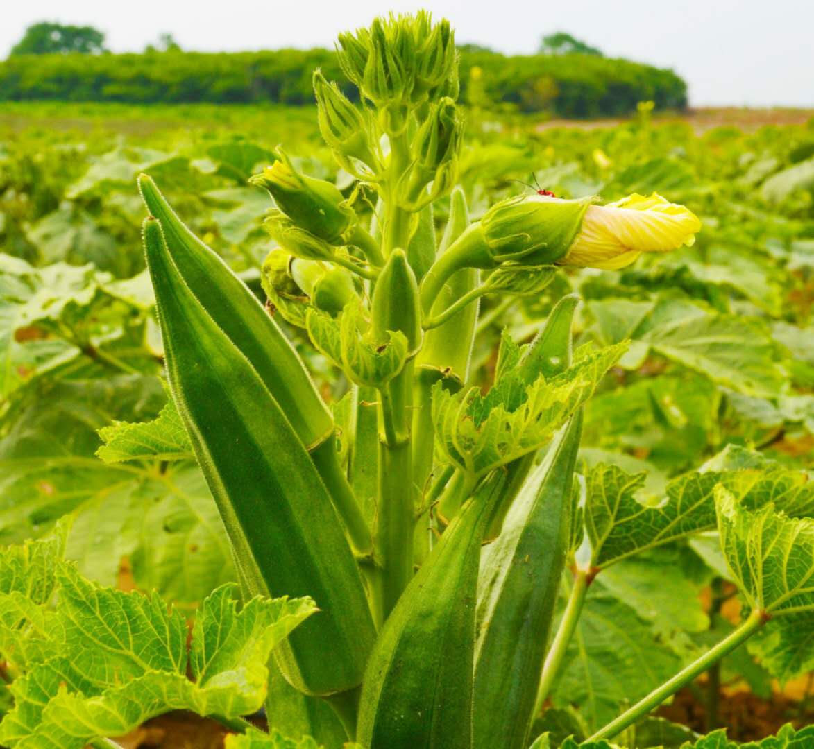 秋葵什么季节吃最好呢,秋葵适合什么季节吃最好