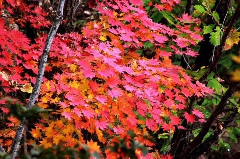 新鲜出炉~赏枫HOT！百名摄影家齐聚庄河天门山